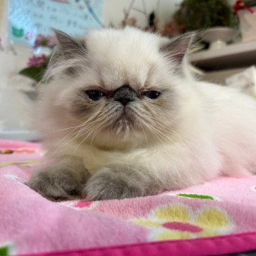 ヒマラヤン【愛知県・男の子・2024年3月15日・ブルーポイント】の写真「ブサカワが魅力的！可愛い❣️」