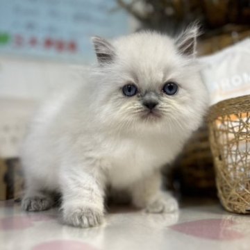 ヒマラヤン【愛知県・男の子・2023年9月17日・ブルーポイント】の写真「可愛いブルーポイントヒマラヤン❣️」