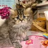 ペルシャ(チンチラ)【愛知県・男の子・2024年5月4日・チンチラゴールデン】の写真1