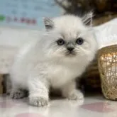 ヒマラヤン【愛知県・男の子・2023年9月17日・ブルーポイント】の写真1