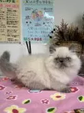 ヒマラヤン【愛知県・男の子・2024年3月15日・ブルーポイント】の写真2