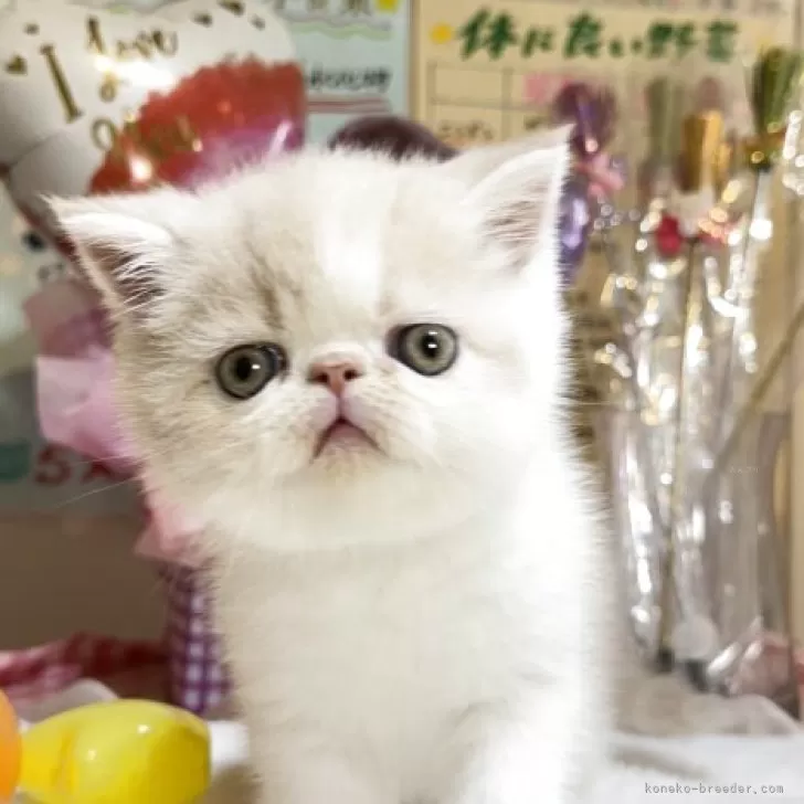 ID:2506-01023の子猫