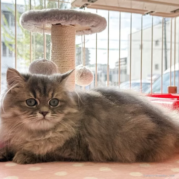 ID：2508-00132の子猫