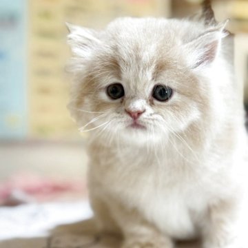 マンチカン(長足)【愛知県・男の子・2025年4月13日・クリームタビー】の写真「とってもイケメンで綺麗な男の子❣️」