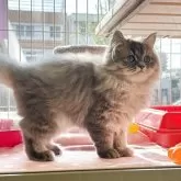 ペルシャ(チンチラ)【愛知県・男の子・2025年5月20日・ブルーチンチラシルバー】の写真2