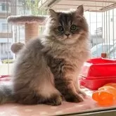 ペルシャ(チンチラ)【愛知県・男の子・2025年5月20日・ブルーチンチラシルバー】の写真5