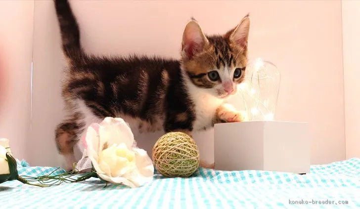ID：1912-01145の子猫
