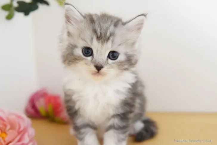 ID:2111-00970の子猫