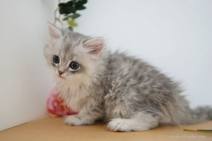 ID:2012-00578の子猫