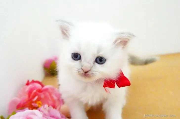 ID：2205-00329の子猫