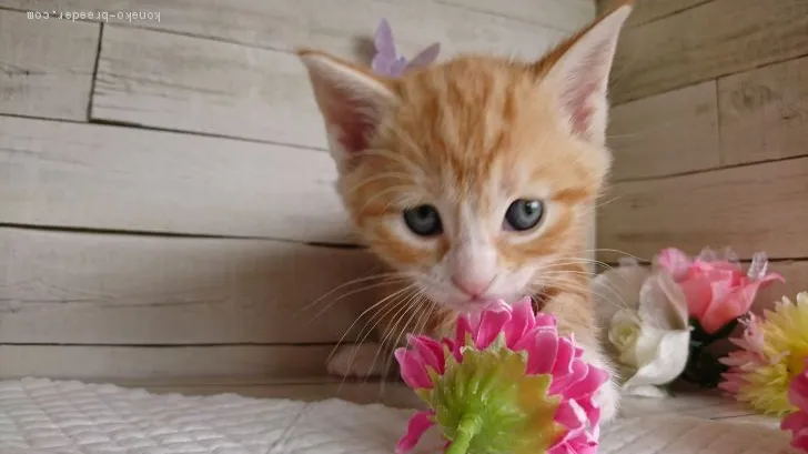 ID:1904-01018の子猫