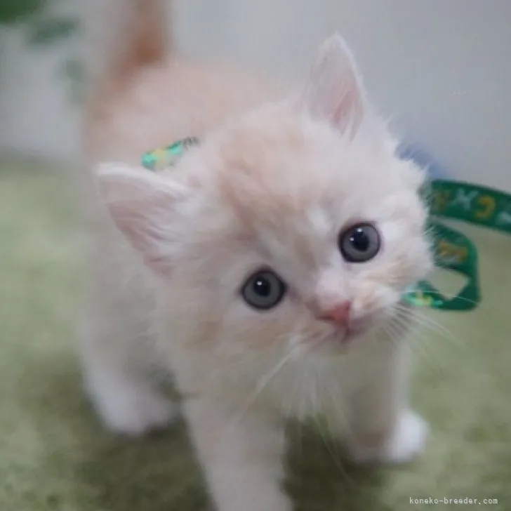 ID：2312-00896の子猫