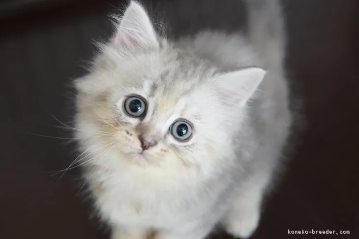 のりりん 様のお迎えした子猫