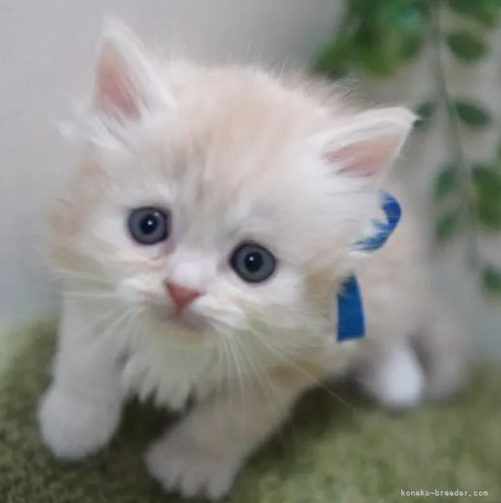 ID:2312-00895の子猫