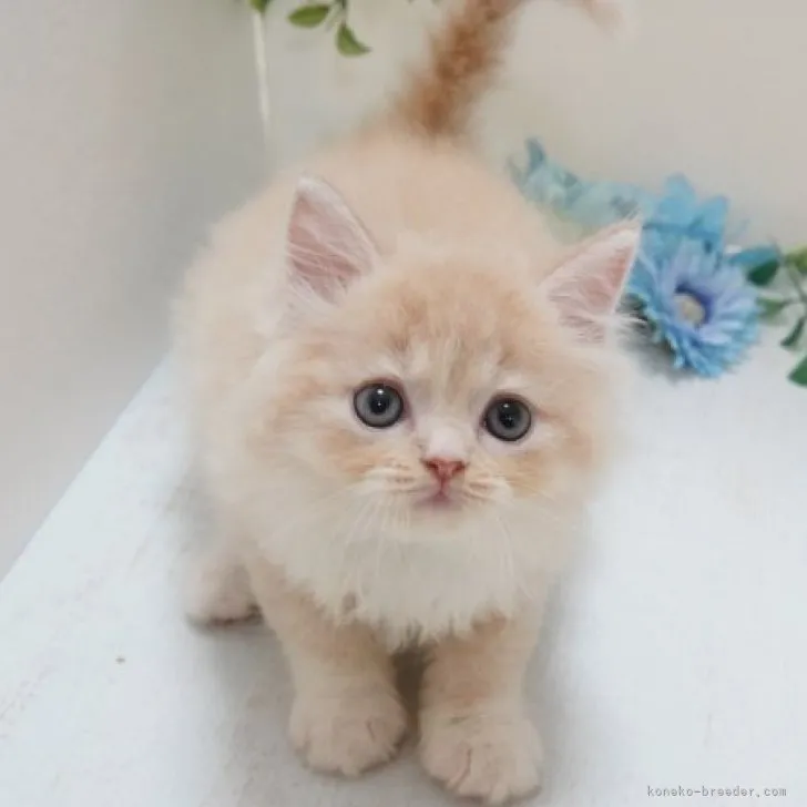 ID：2307-02300の子猫