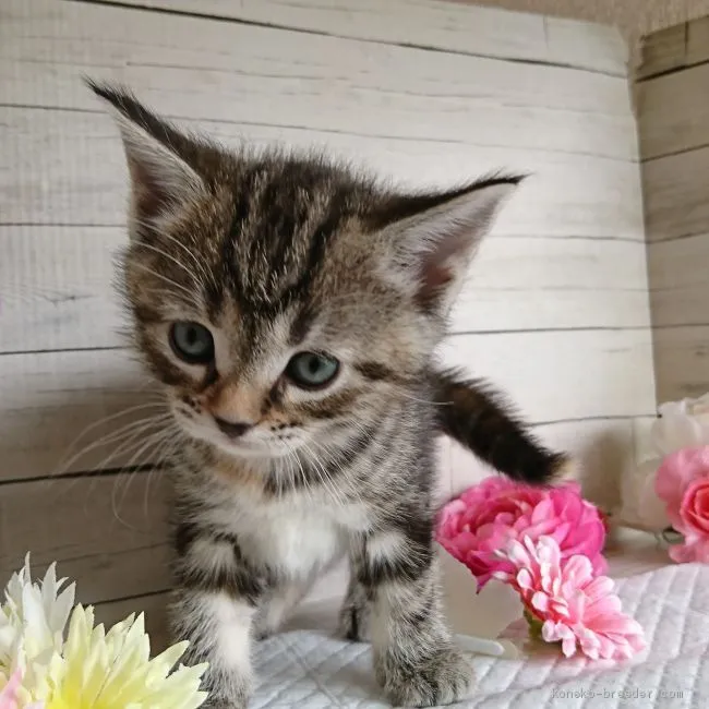 ID：1904-01020の子猫