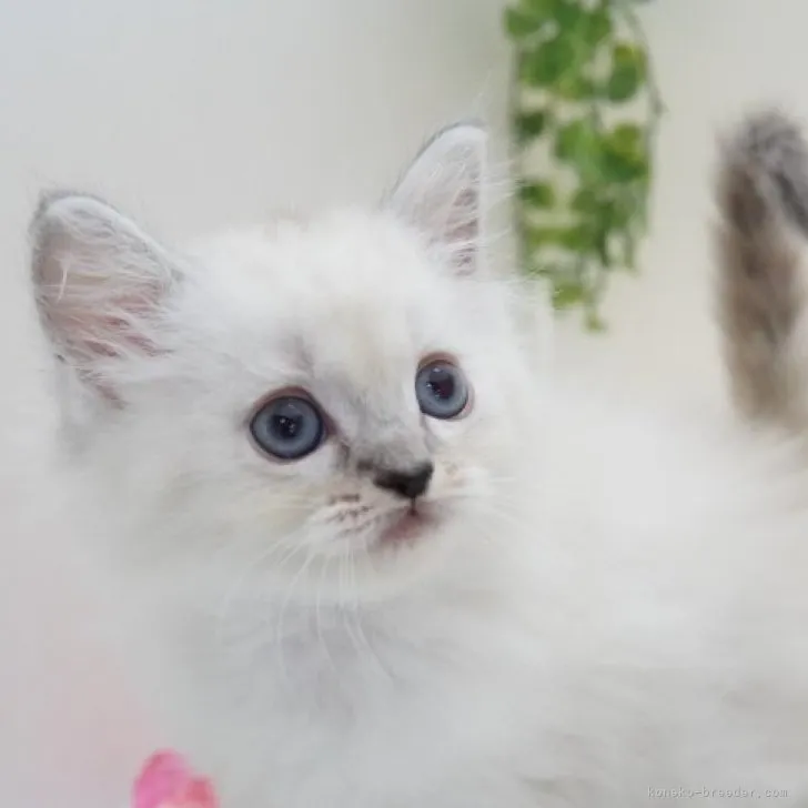 ID：2307-02302の子猫