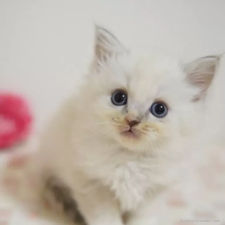 ID:2312-01664の子猫
