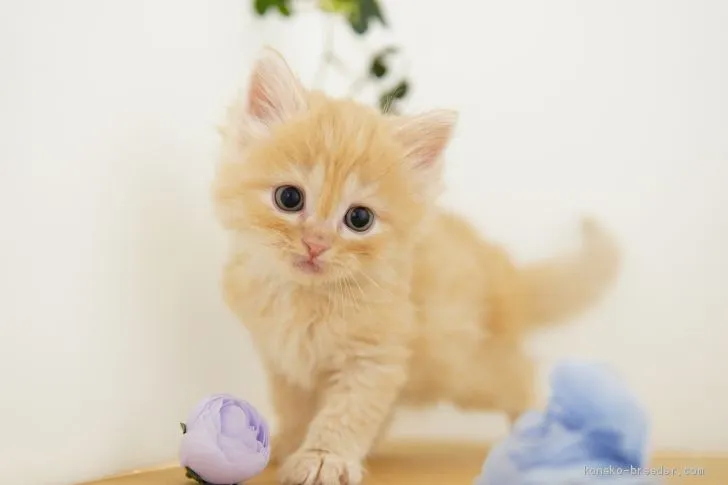 ID：2101-01816の子猫
