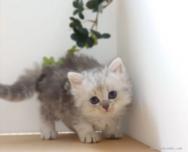 ちくわ 様のお迎えした子猫