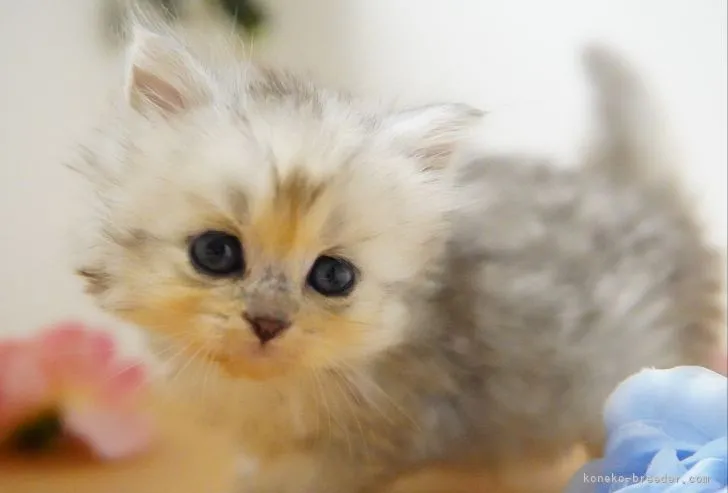 ID：2107-01626の子猫