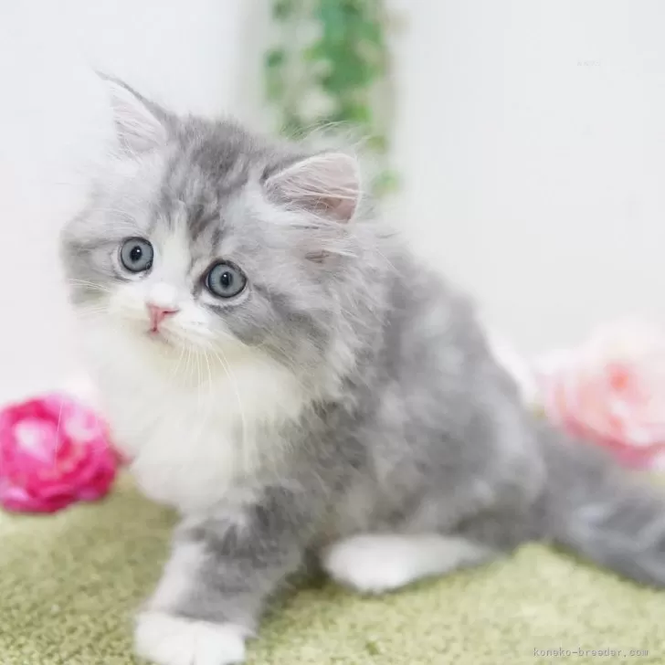 ID:2407-02698の子猫