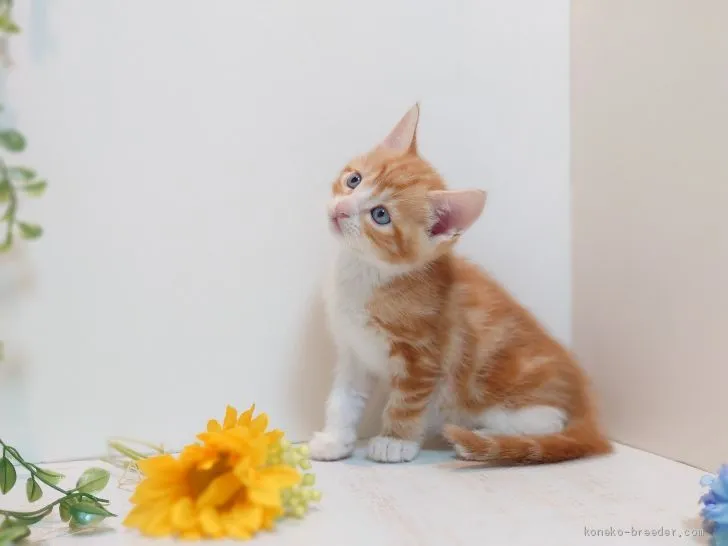 ID：2005-01763の子猫