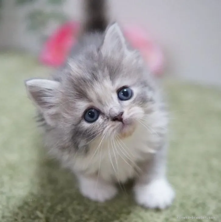 ID:2312-00894の子猫