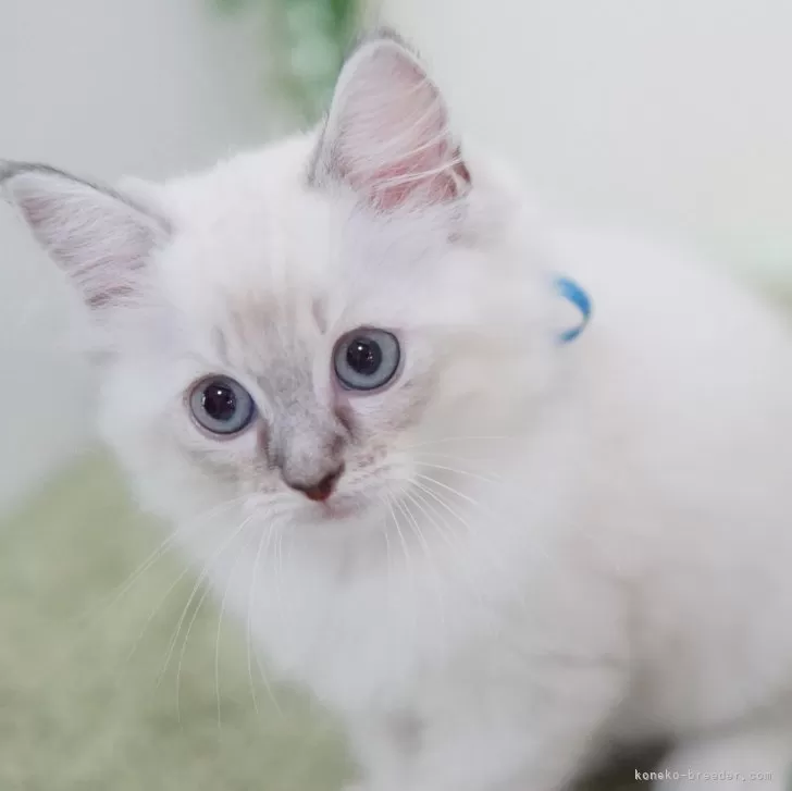 ID：2405-03793の子猫