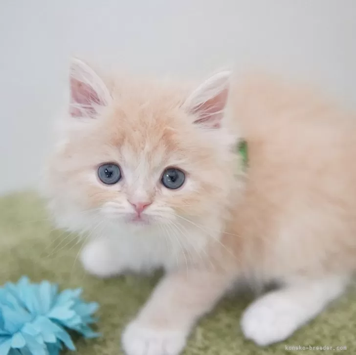ID:2405-03788の子猫