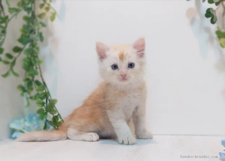 ID:2005-01753の子猫