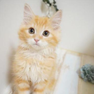 ラガマフィン【神奈川県・男の子・2022年10月28日・レッドタビー】の写真「とってもフレンドリー❤甘えんぼ君」
