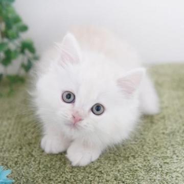 ラガマフィン【神奈川県・男の子・2022年11月3日・クリームタビー】の写真「とっても甘えん坊くん」