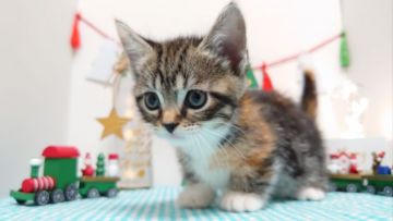 マンチカン(短足)【神奈川県・女の子・2019年10月9日・キャリコ（短毛）】の写真「くりくりオメメちゃん」