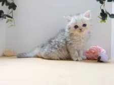 ラガマフィン【神奈川県・女の子・2020年9月18日・シルバー】の写真2