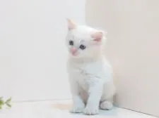 ラガマフィン【神奈川県・男の子・2020年4月10日・クリームポイント】の写真2