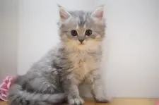 ラガマフィン【神奈川県・女の子・2021年5月30日・ブルータビー】の写真3