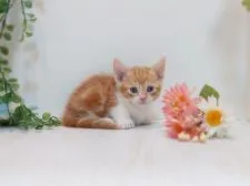 マンチカン(短足)【神奈川県・女の子・2020年4月11日・レッドタビー&ホワイト】の写真3