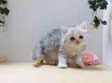 ラガマフィン【神奈川県・女の子・2020年9月18日・シルバー】の写真3