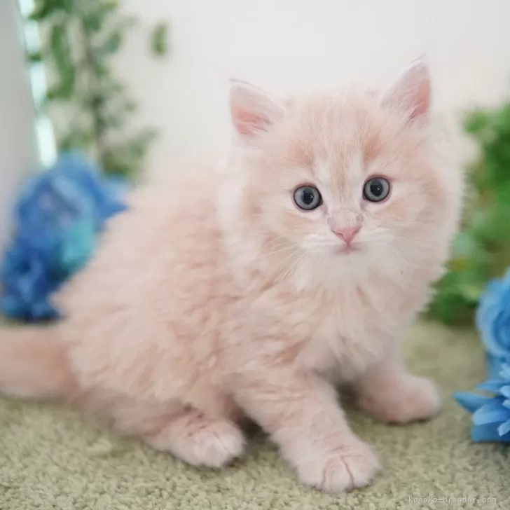 ID:2505-03059の子猫
