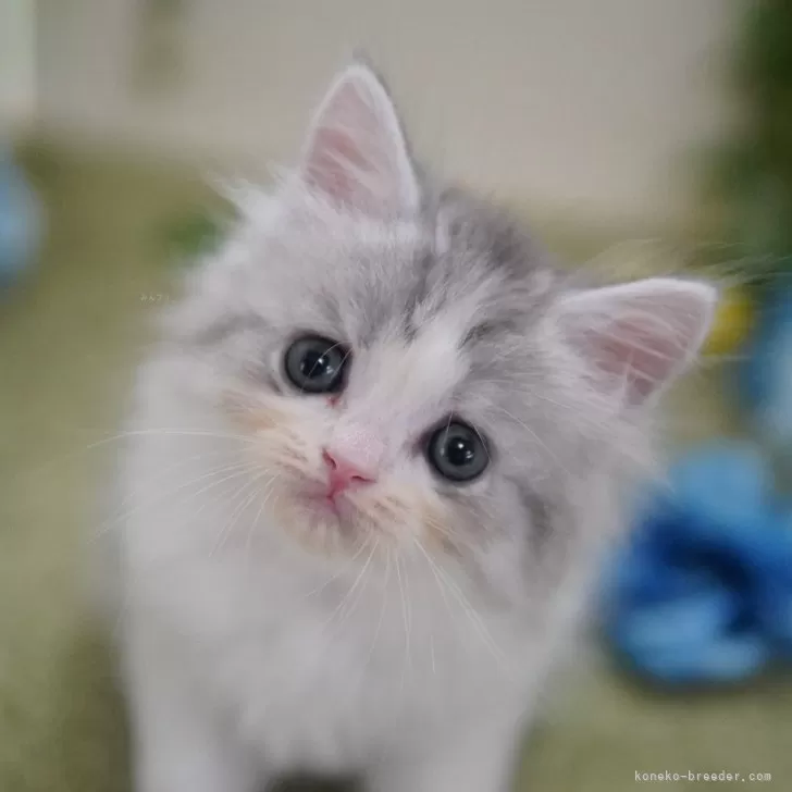 ID：2506-00468の子猫