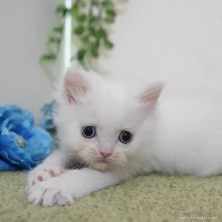ID:2503-00421の子猫