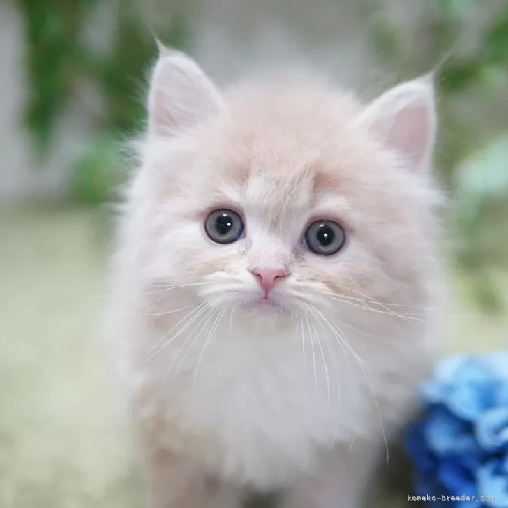 ID：2501-00333の子猫