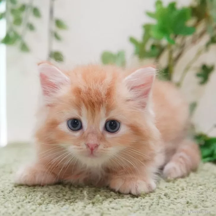 ID：2507-01920の子猫