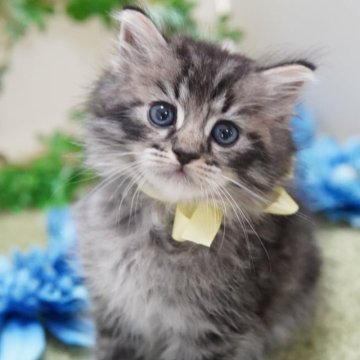 ラガマフィン【神奈川県・男の子・2025年6月9日・ブラウンタビー（ミディアム）】の写真「ふわっふわの甘えんぼ💖」