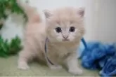 ラガマフィン【神奈川県・男の子・2025年4月16日・クリーム】の写真3