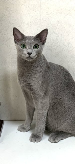 我が家で生まれた子です。こらからママ猫になります。｜熊谷　照美(くまがい　てるみ)ブリーダー(埼玉県・ロシアンブルー・CFA/TICA/ICC登録)の紹介写真1