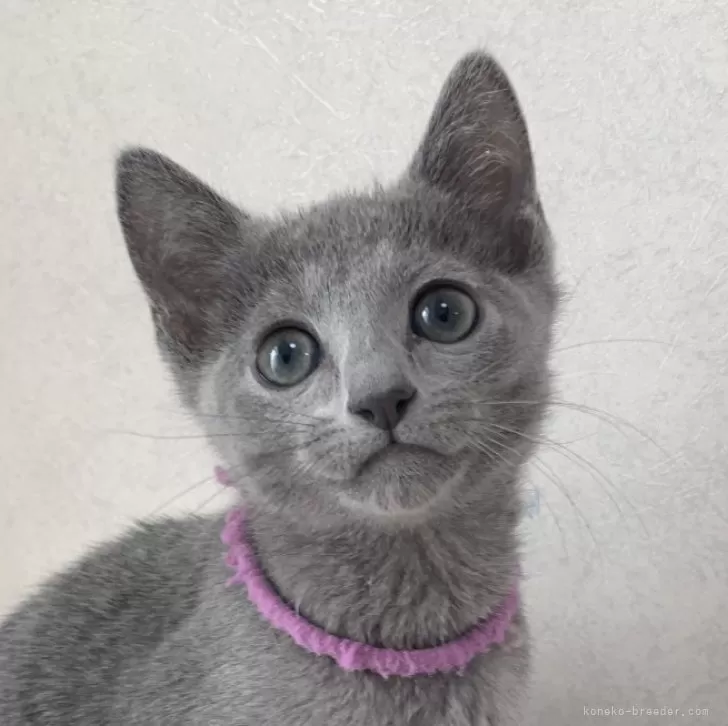 S.N 様のお迎えした子猫