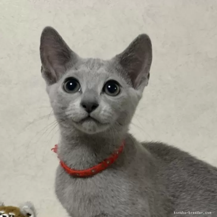 ID:2411-01764の子猫