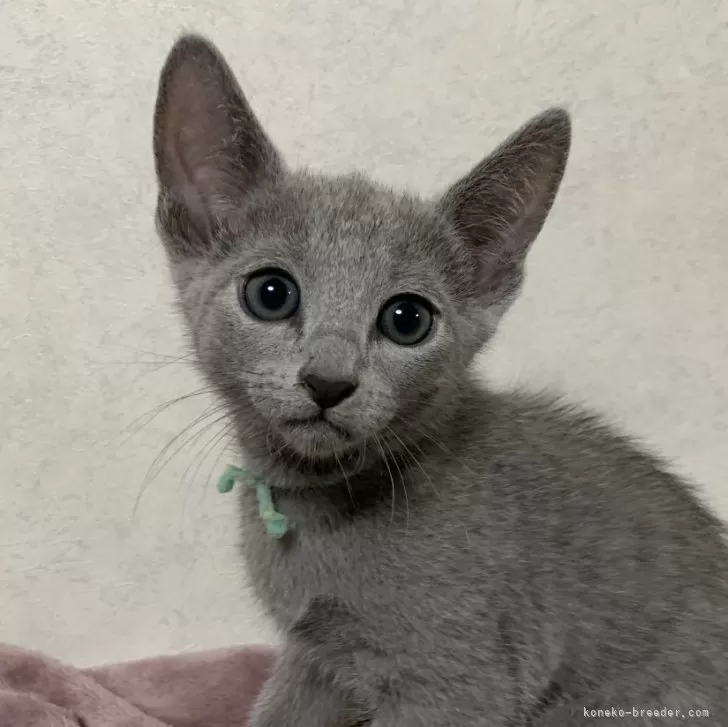 ひと 様のお迎えした子猫